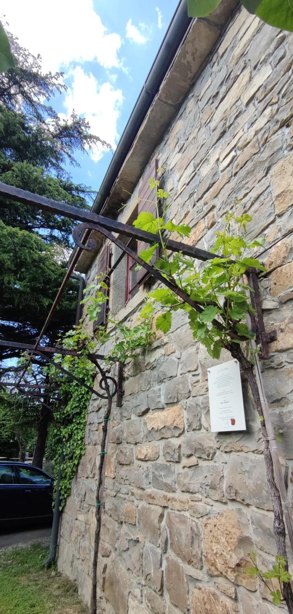 Bordon Wines, Estate With Accommodation Dekani Ngoại thất bức ảnh
